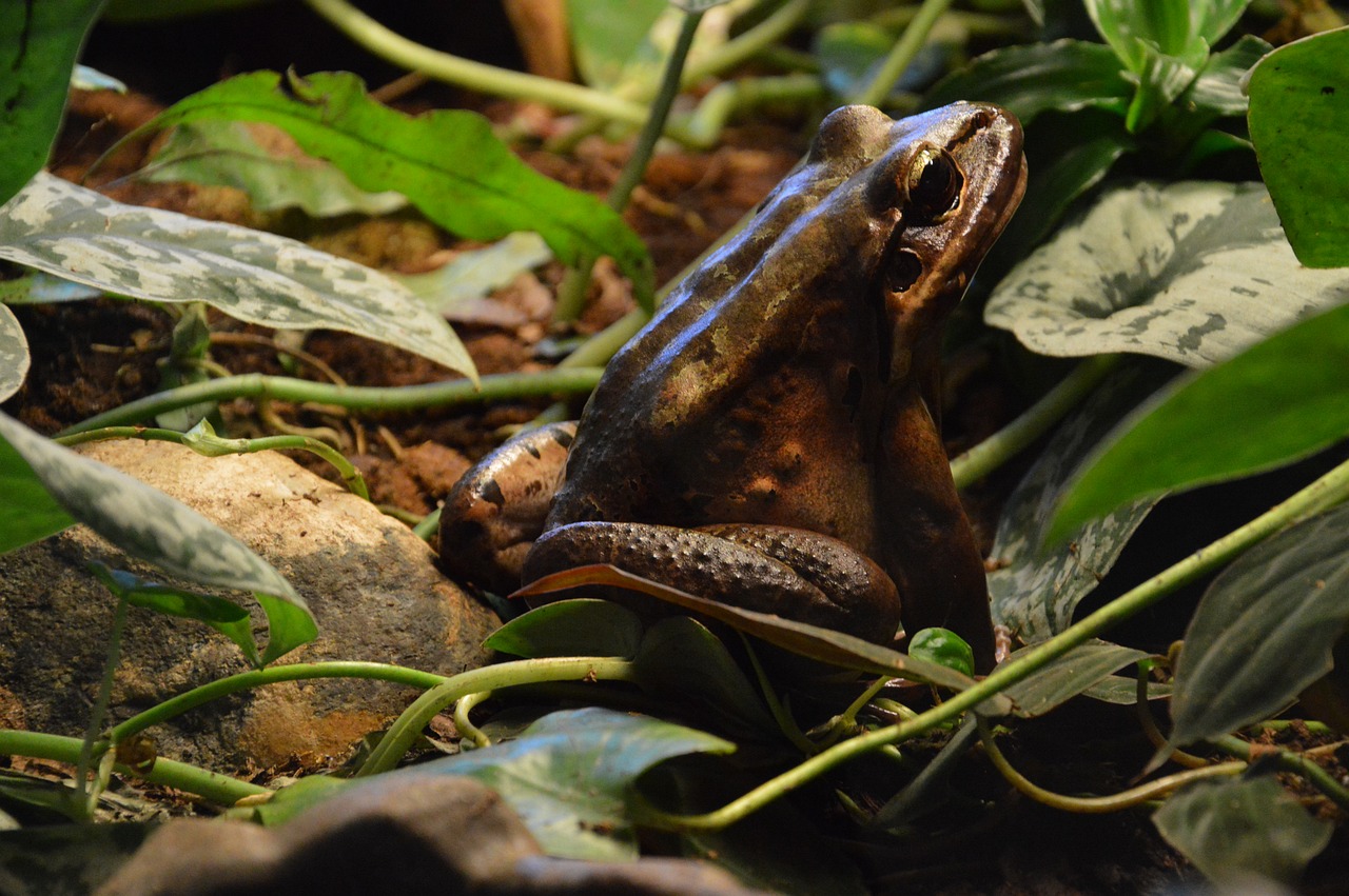 frog nature amphibious free photo