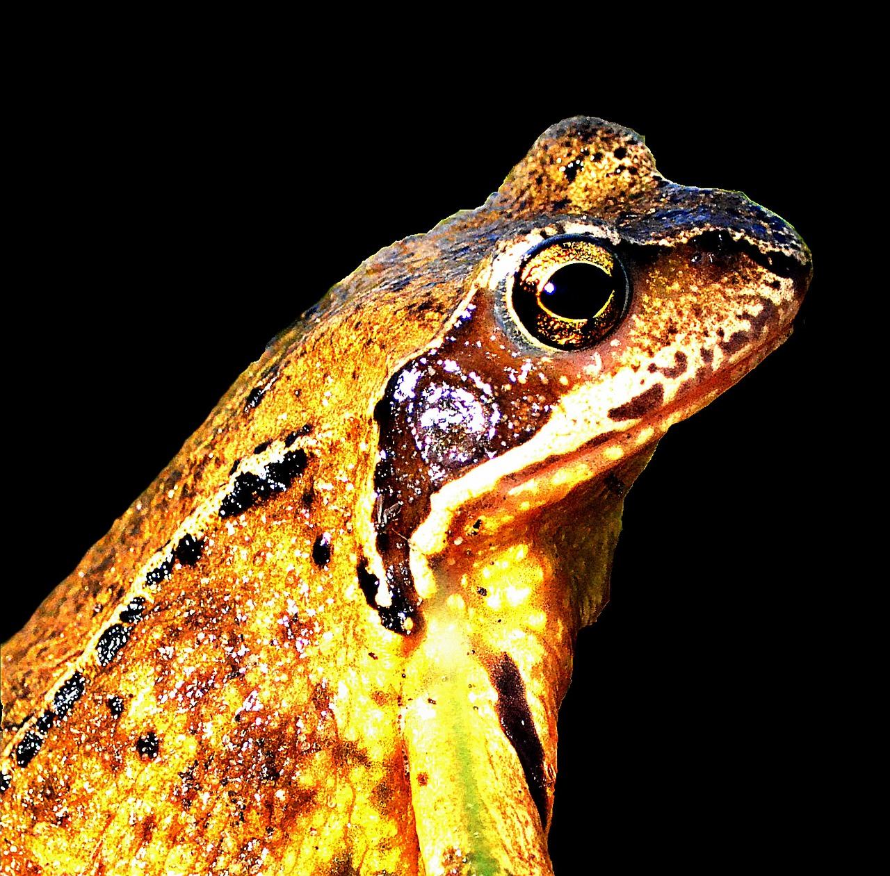 frog nature animal free photo