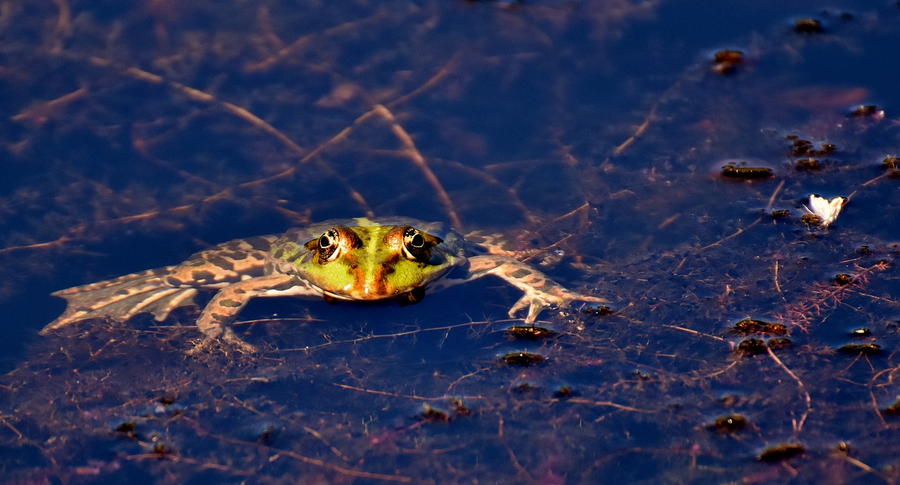 frog pond animal free photo