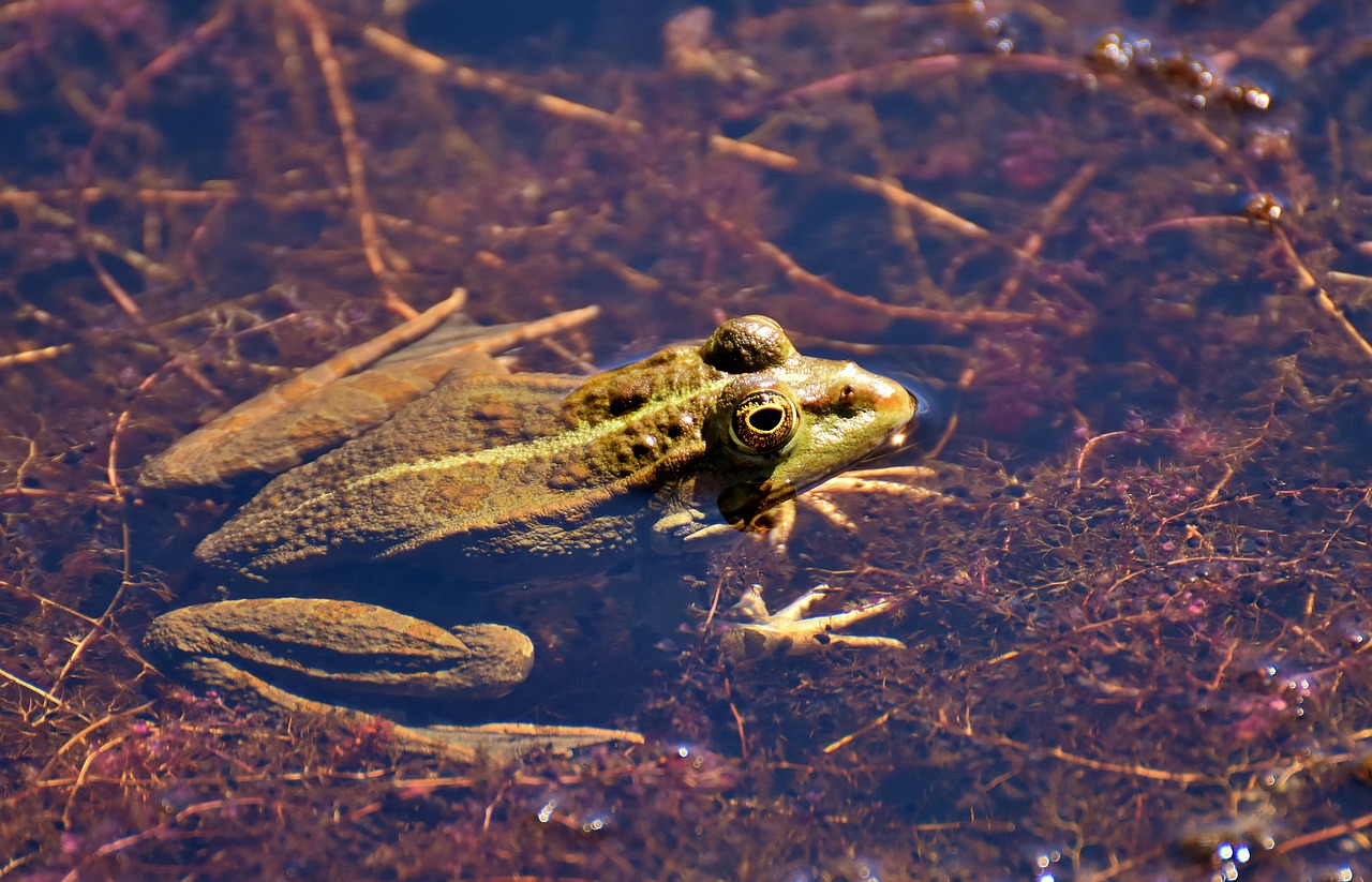 frog pond animal free photo