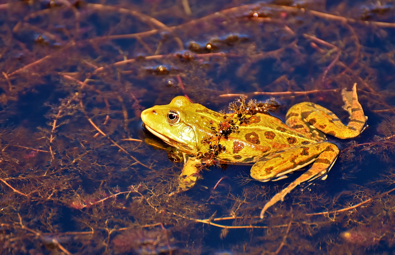 frog pond animal free photo