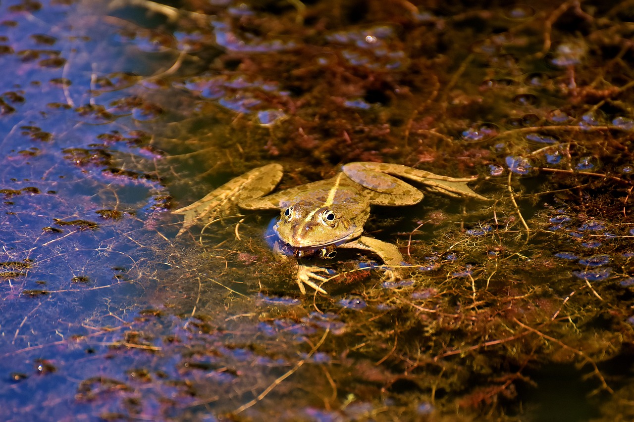 frog pond animal free photo