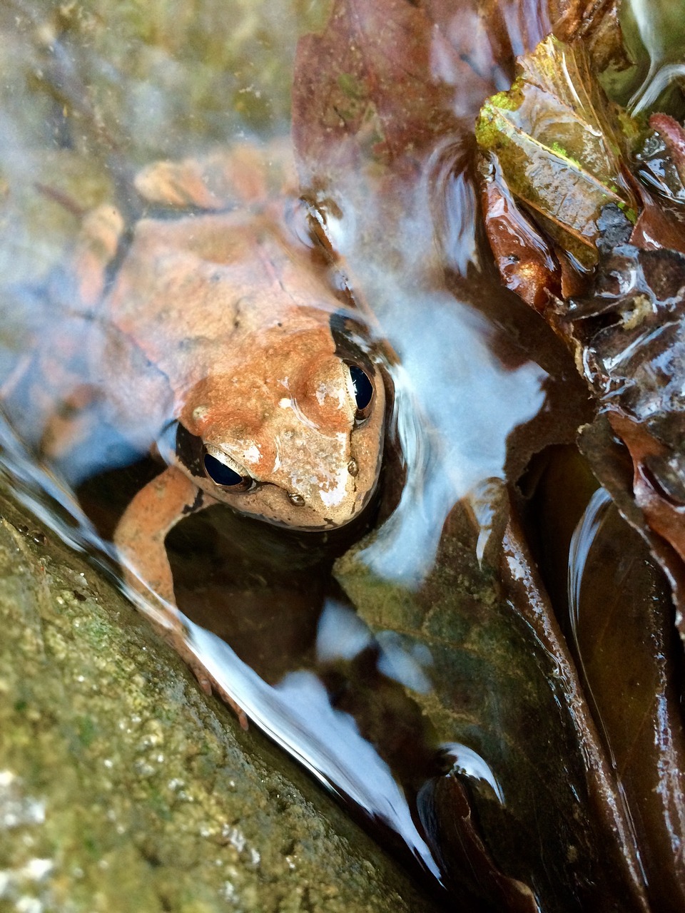 frog nature water free photo