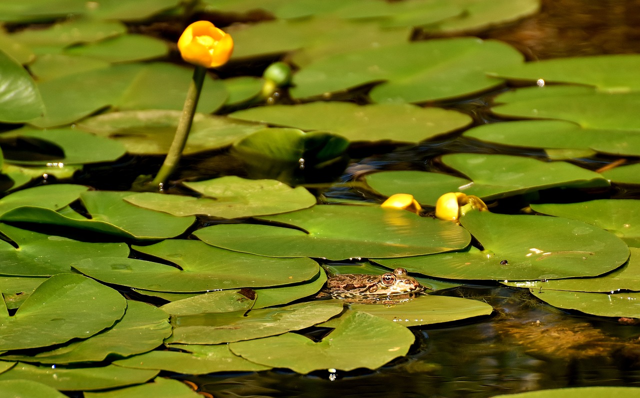 frog pond animal free photo