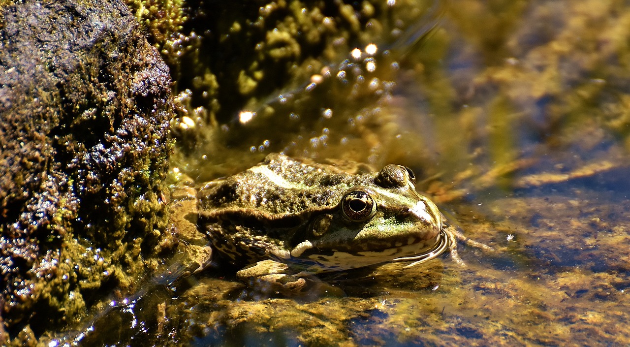 frog pond animal free photo