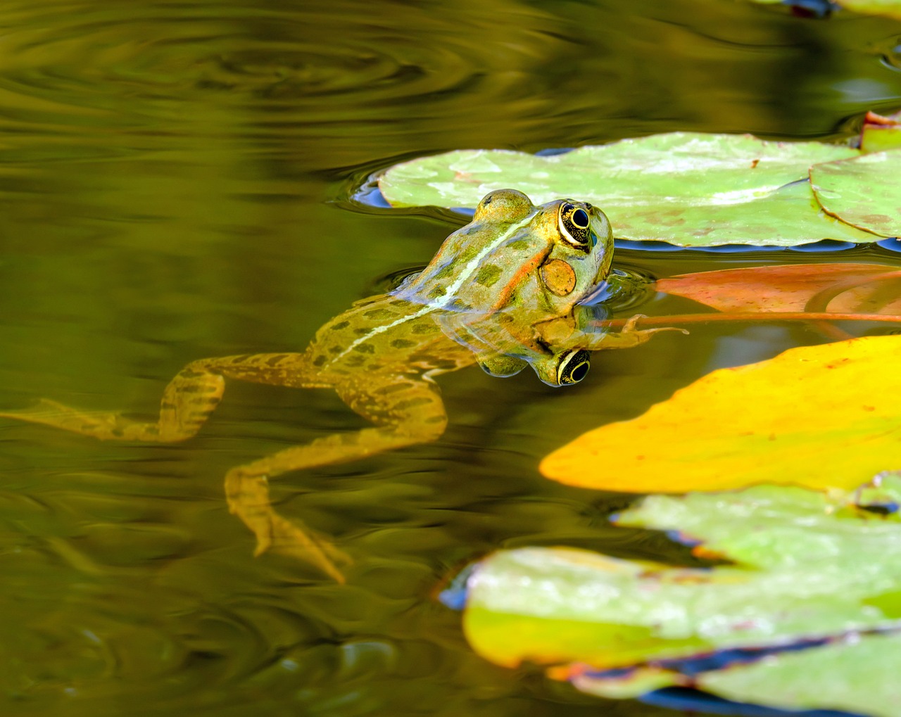 frog water frog frog pond free photo
