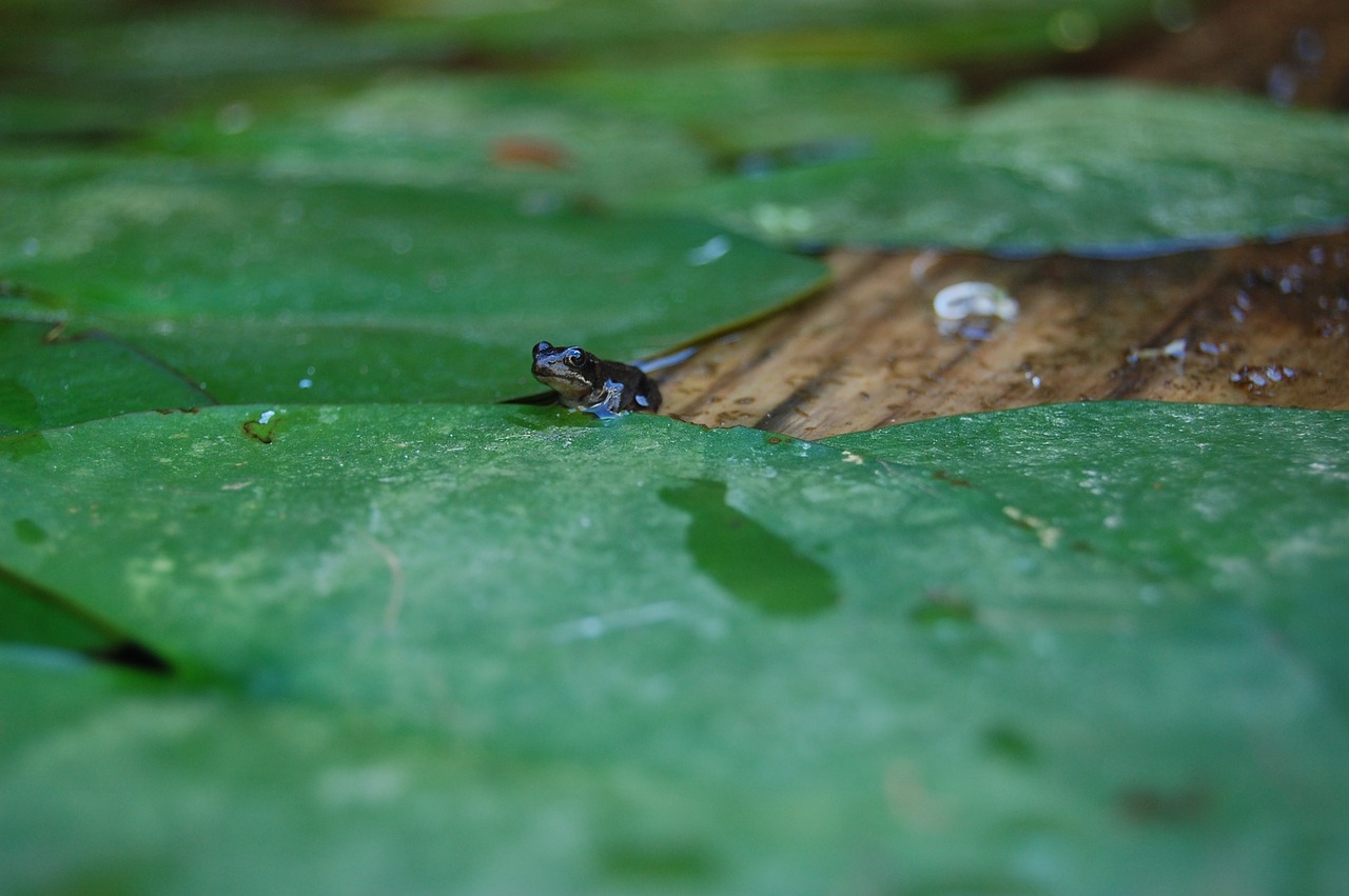 frog nature waterlily free photo