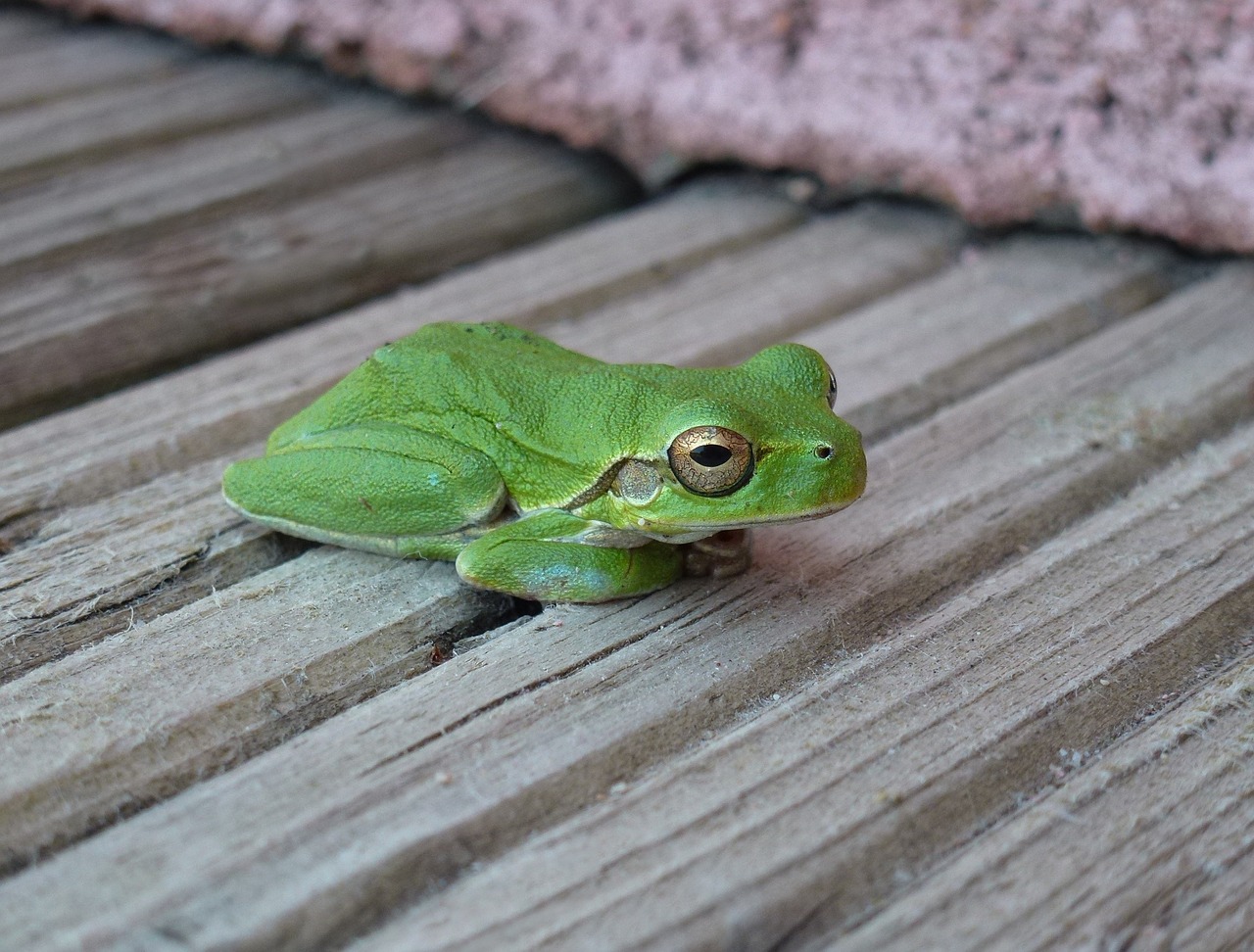 frog green rest free photo