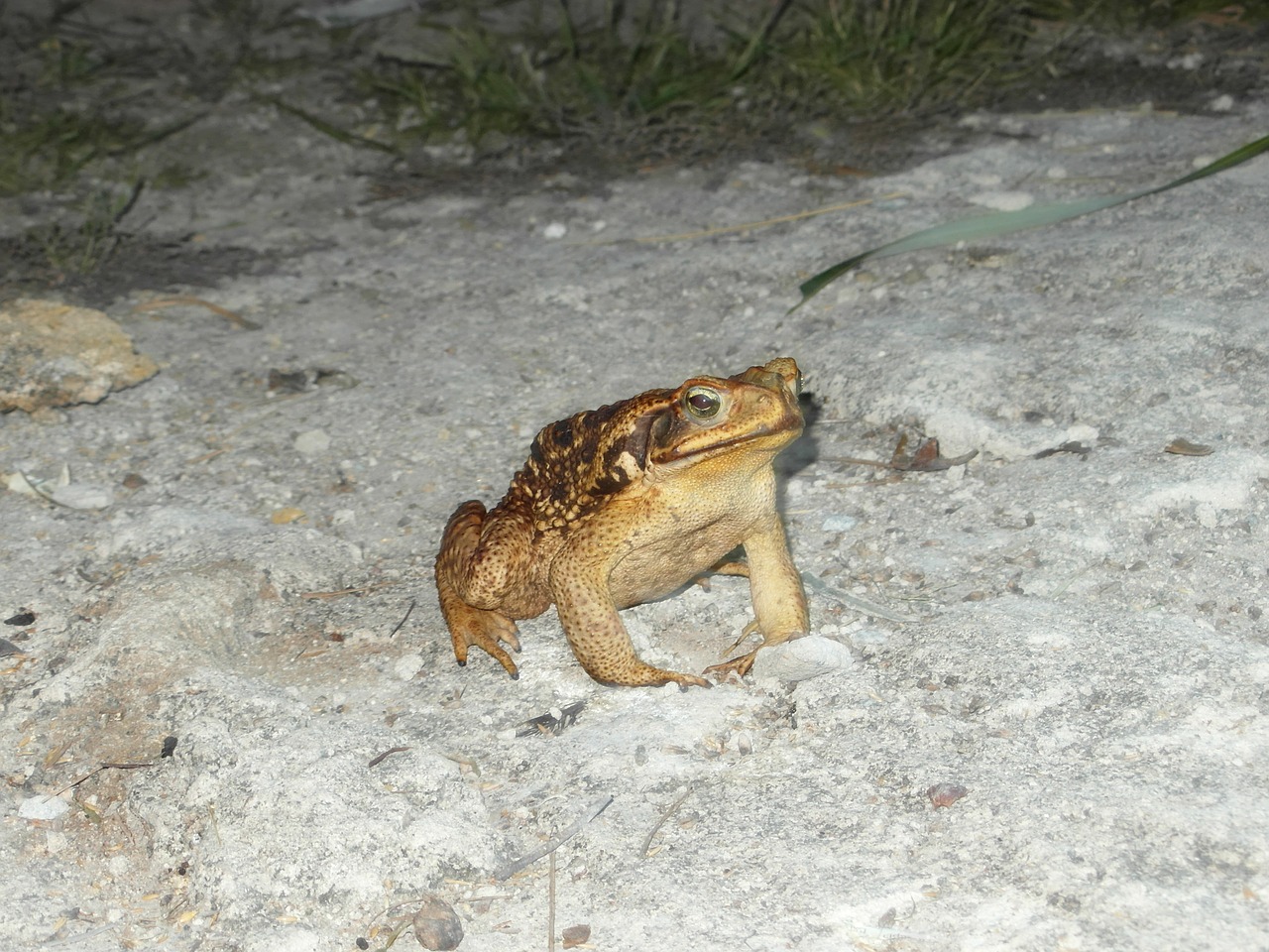 frog animal nature free photo