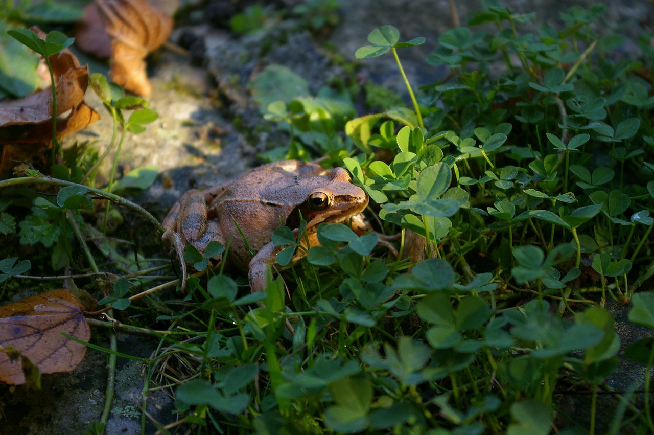 frog toad amphibian free photo