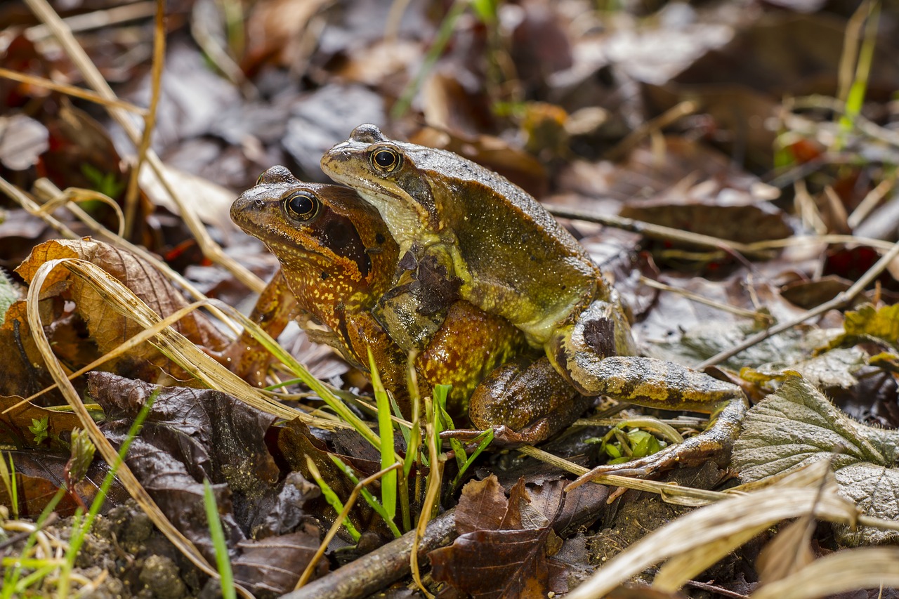 frog pairing nature free photo