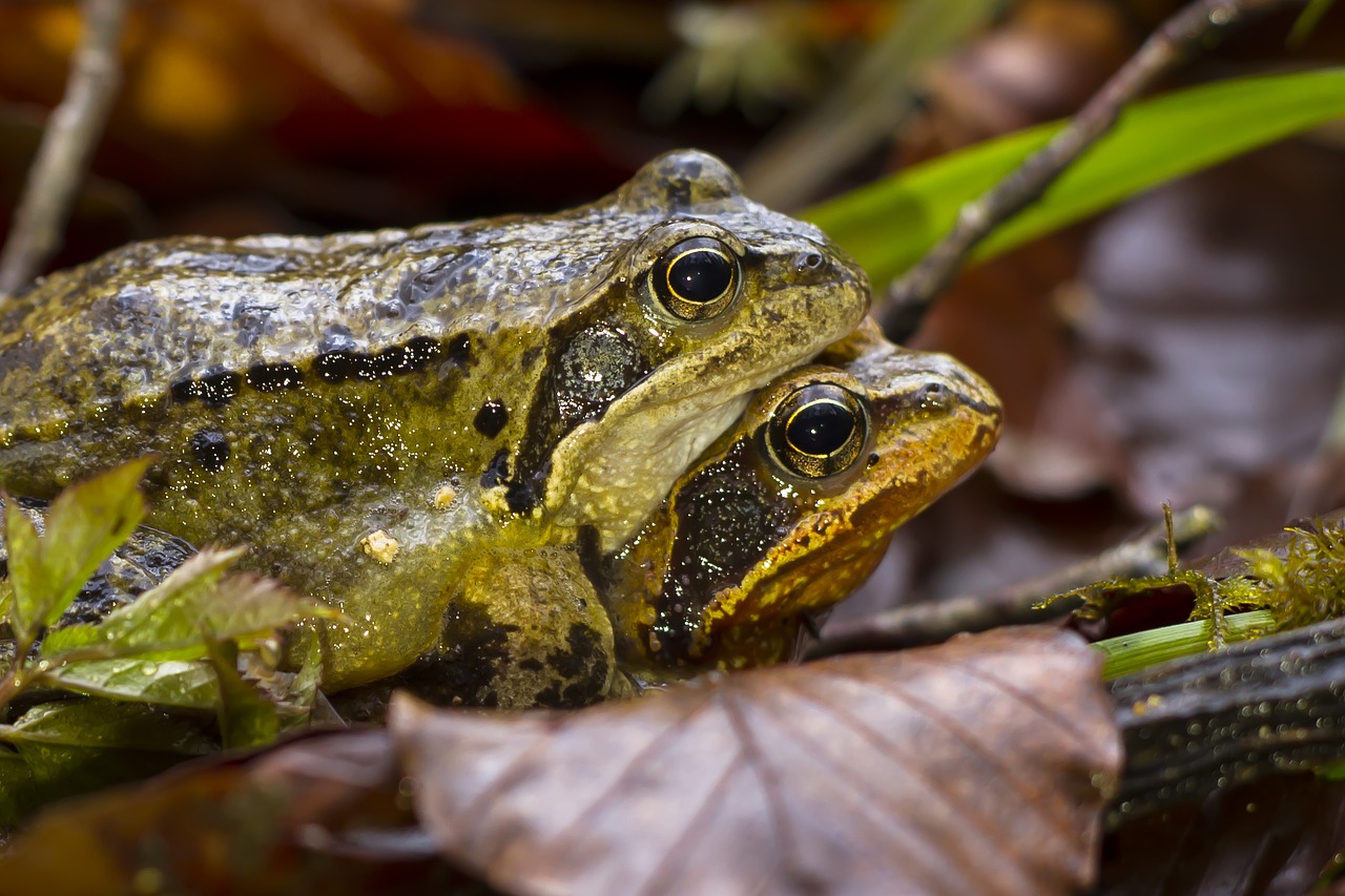 frog pairing nature free photo