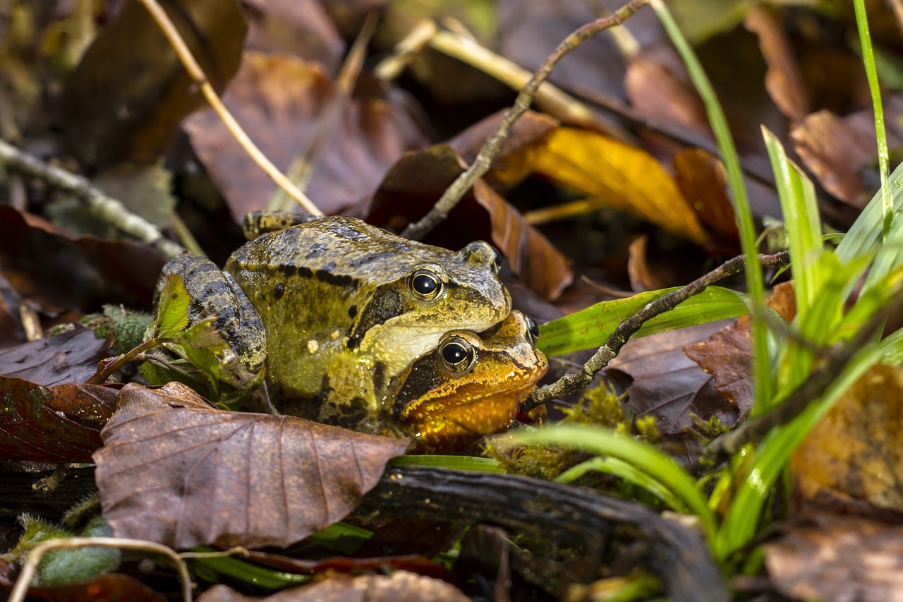 frog pairing nature free photo