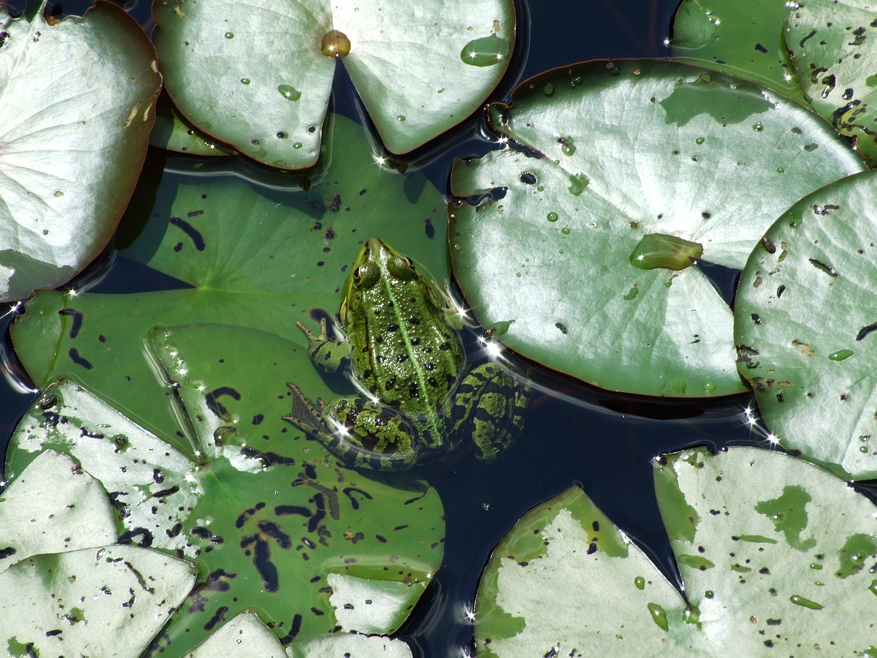 frog leaf plant free photo