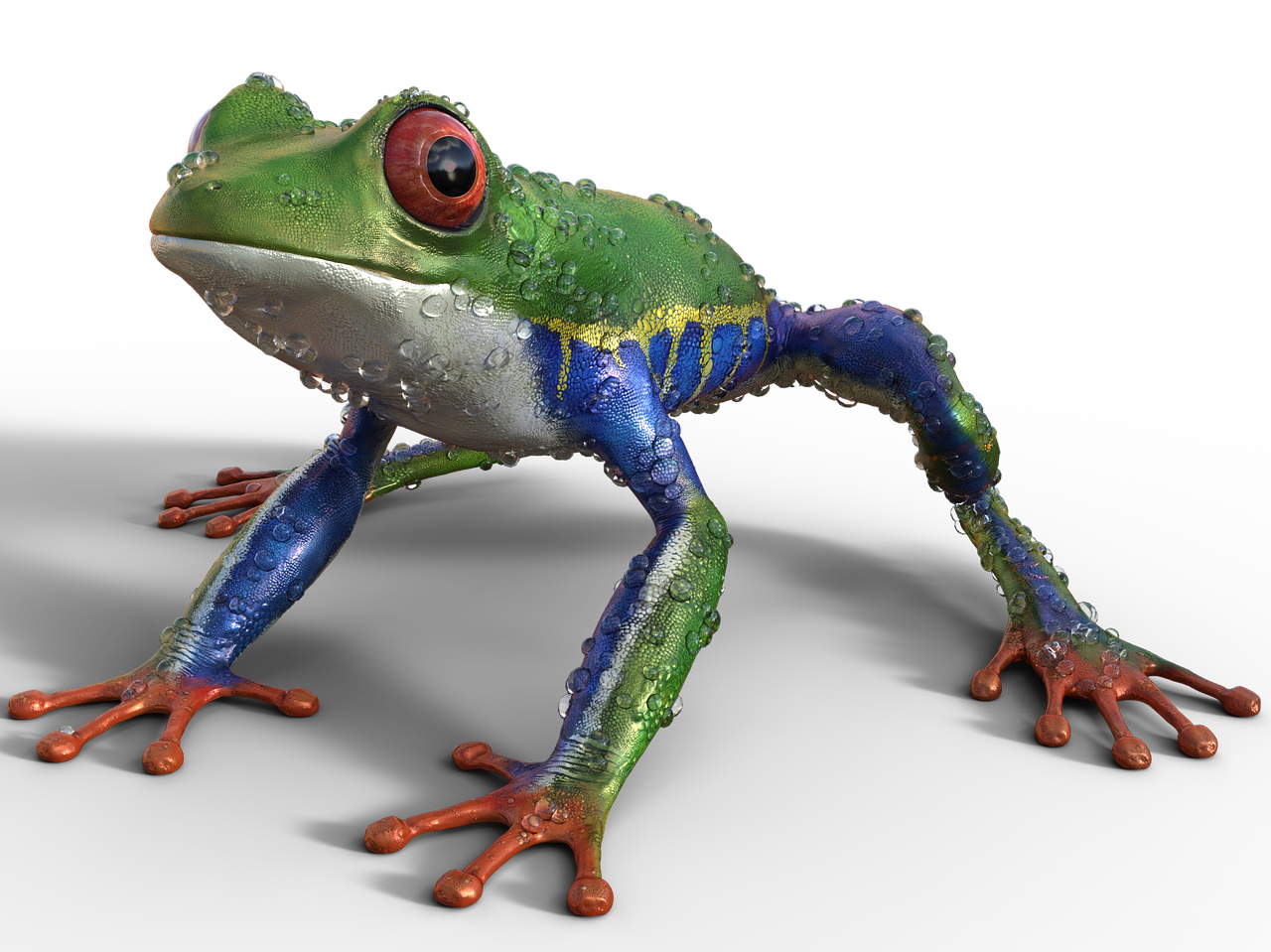 frog nature exotics free photo