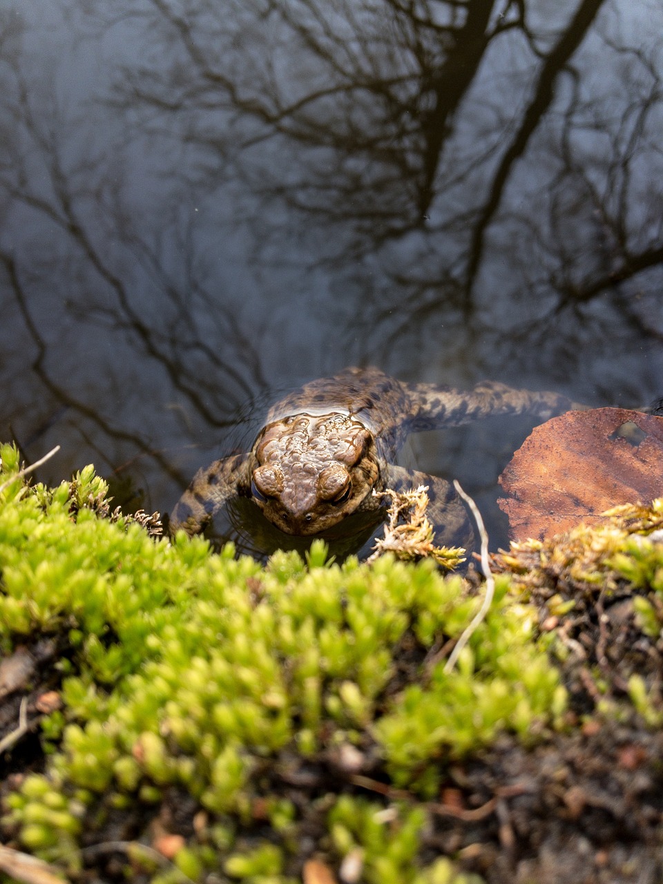 frog  nature  forest free photo