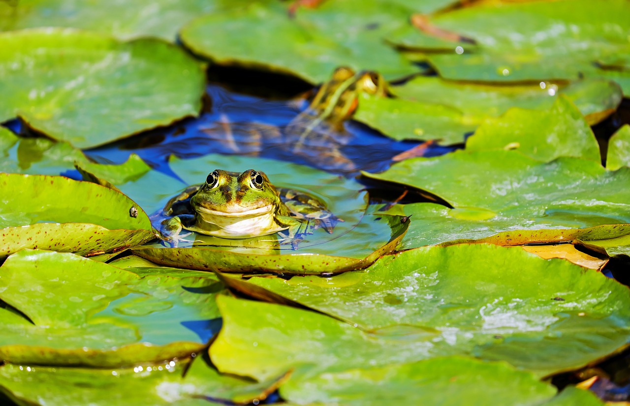 frog  water frog  frog pond free photo