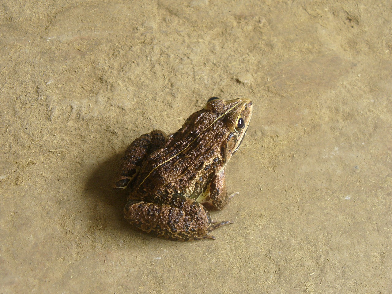 frog amphibian toad free photo