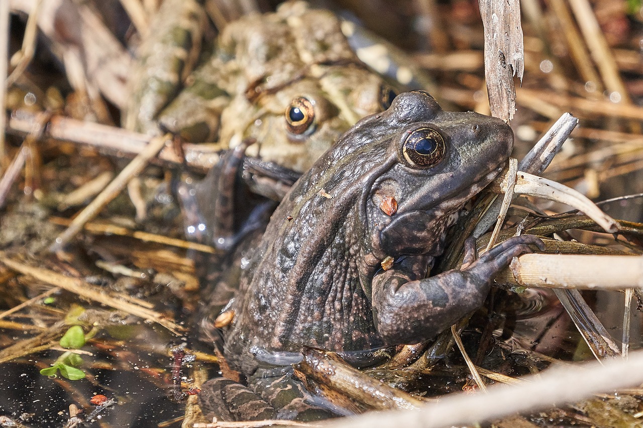 frog  lake  frogs free photo