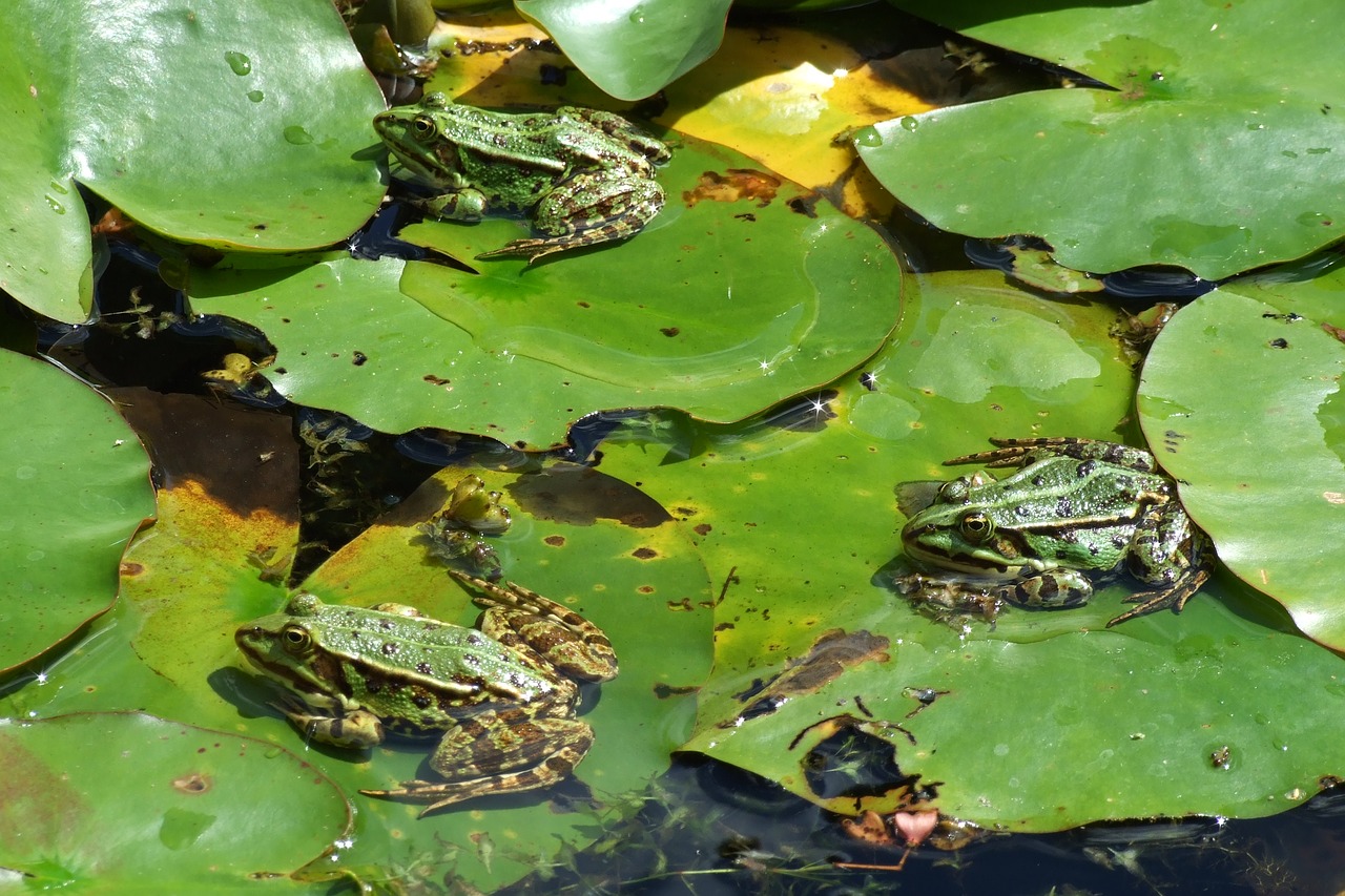frog  pond  moor free photo