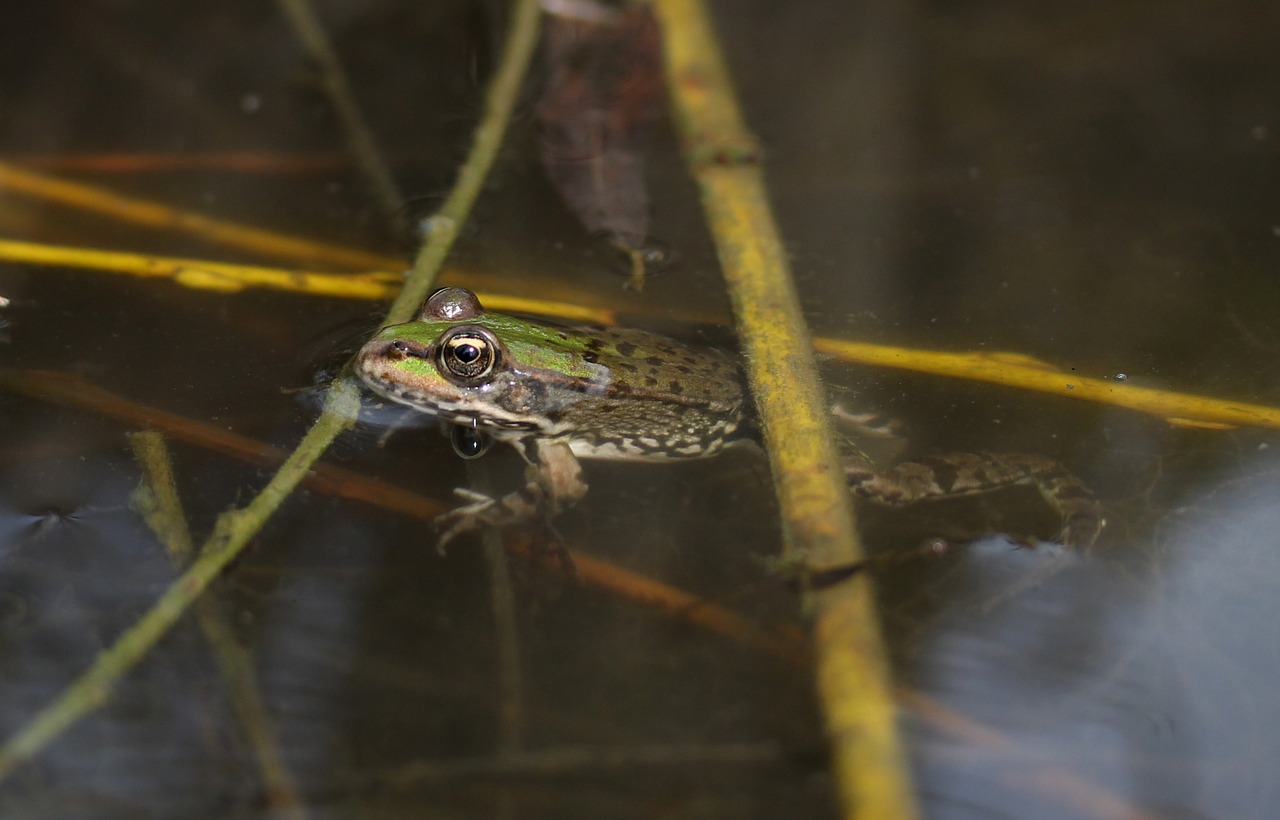 frog  green  lake free photo