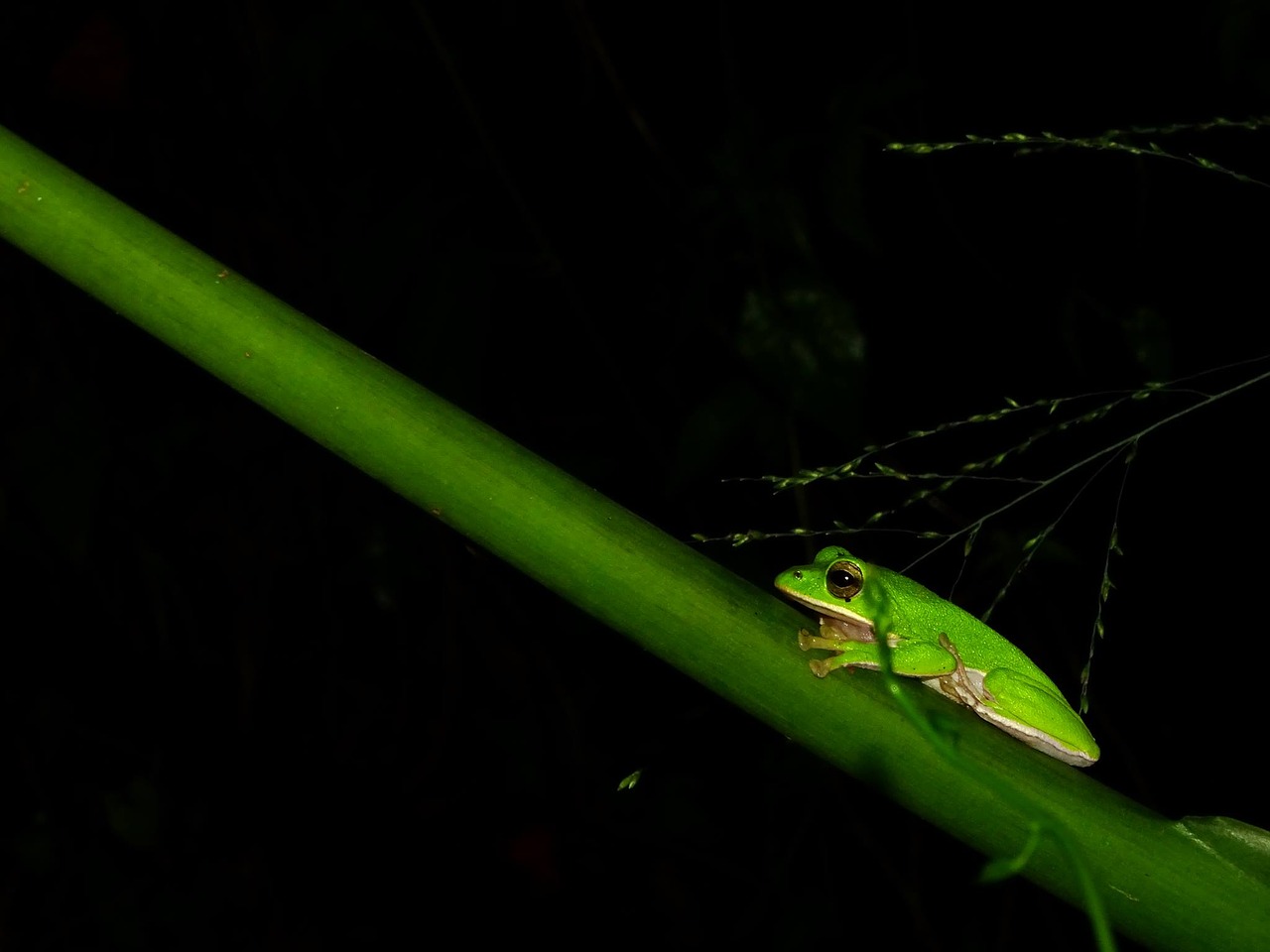 frog  insect  leaf free photo