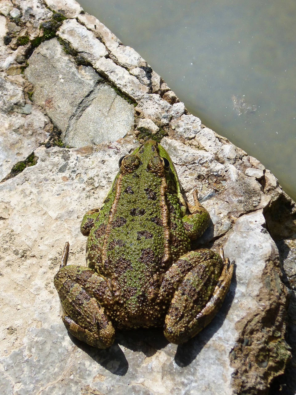 frog  green frog  amphibious free photo