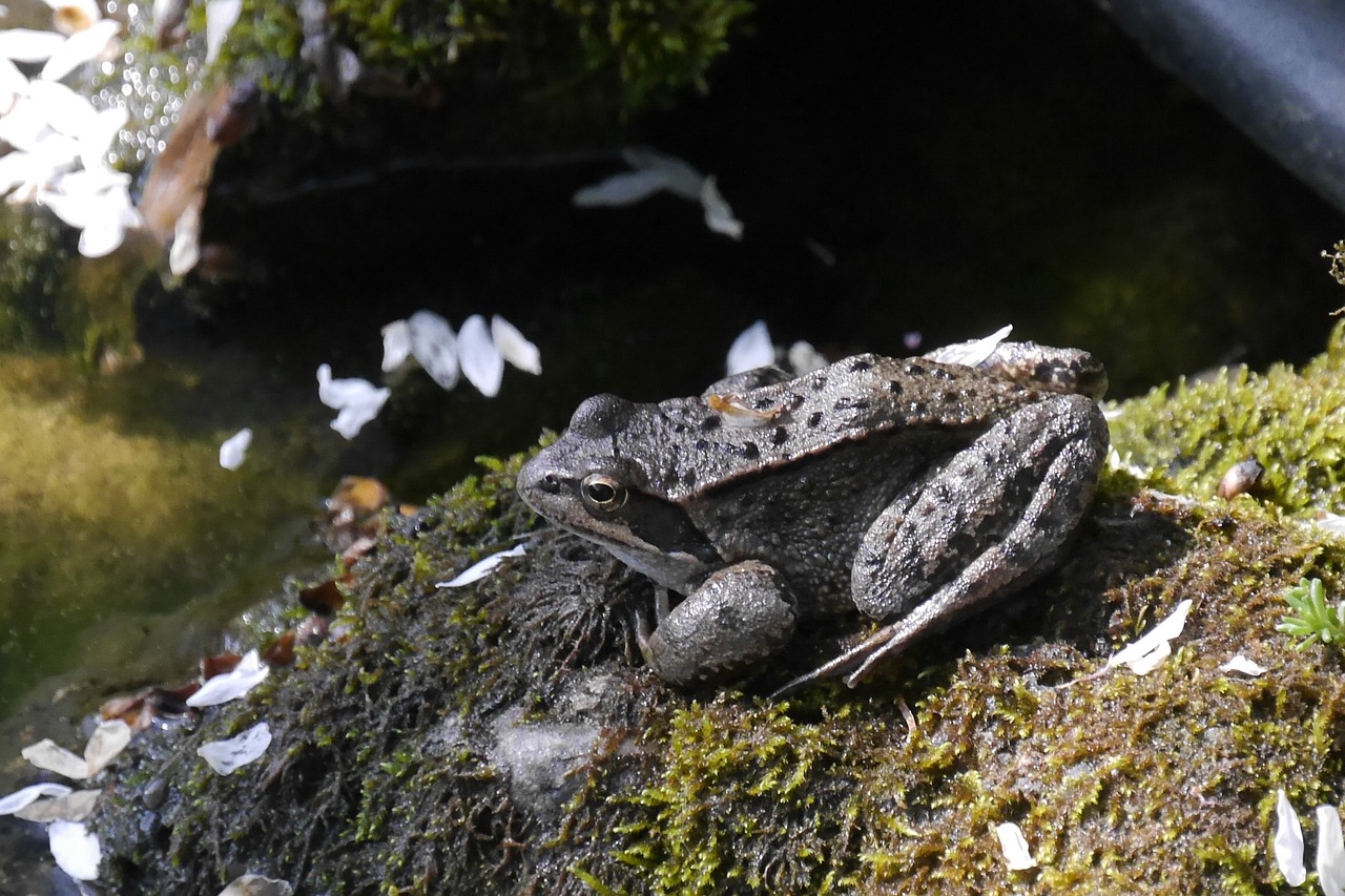 frog  reptile  amphibian free photo