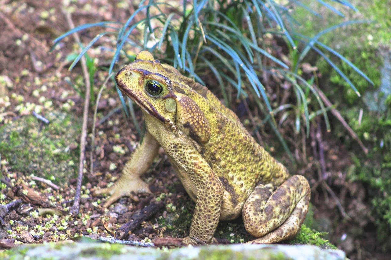 frog  nature  wildlife free photo