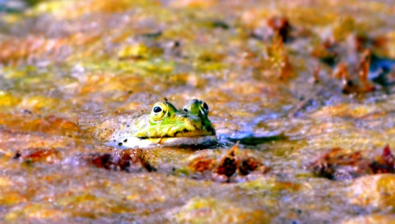 frog toad amphibian free photo