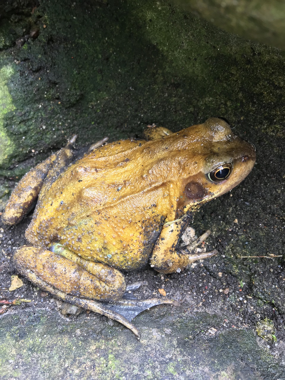 frog  amphibian  nature free photo