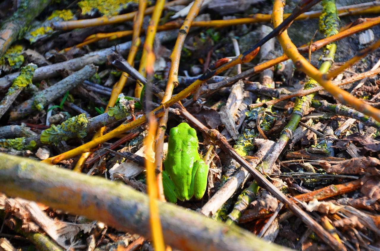 frog tree frog amphibians free photo