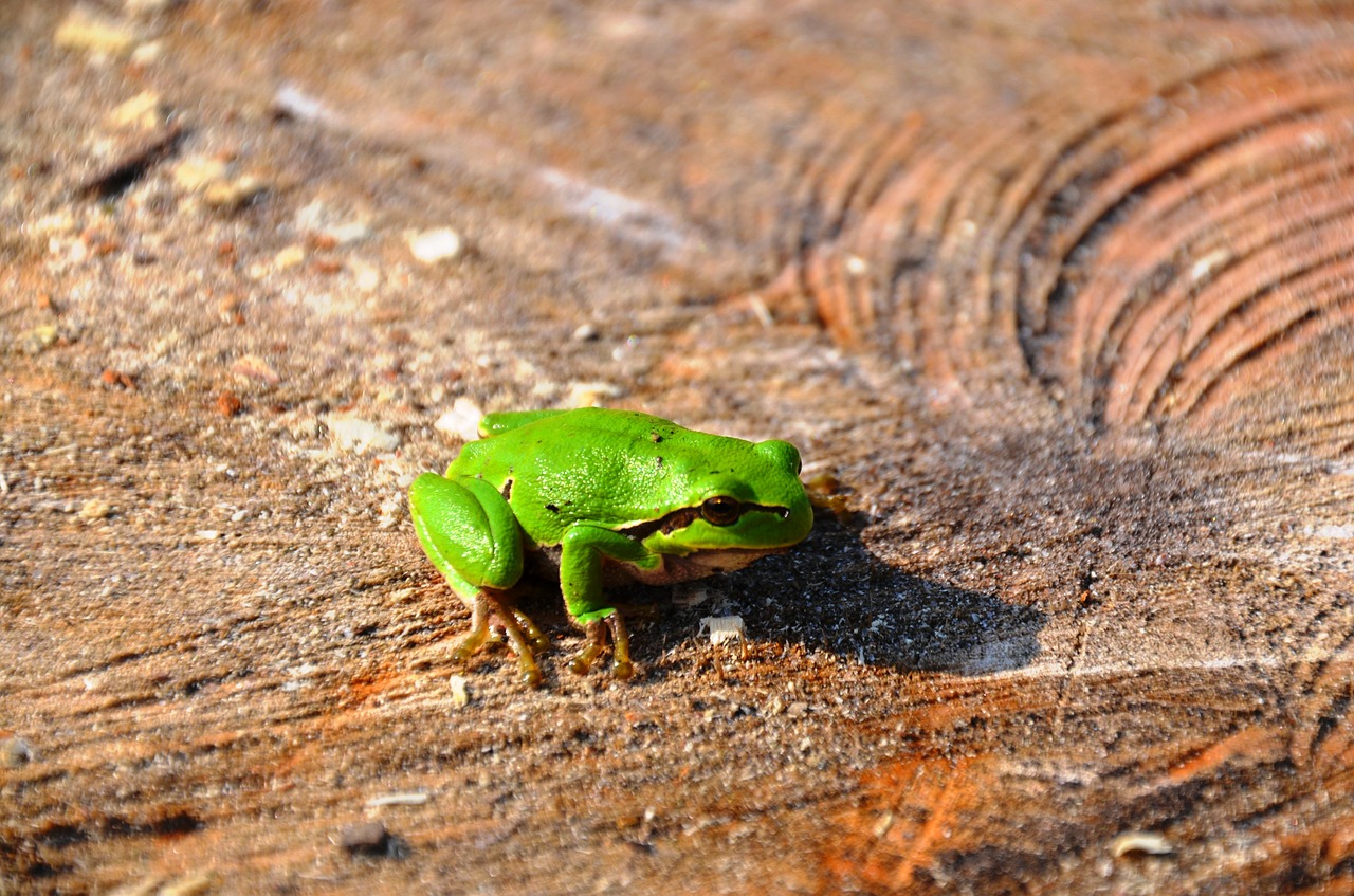 frog tree frog amphibians free photo