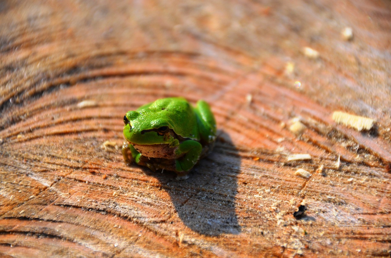 frog tree frog amphibians free photo