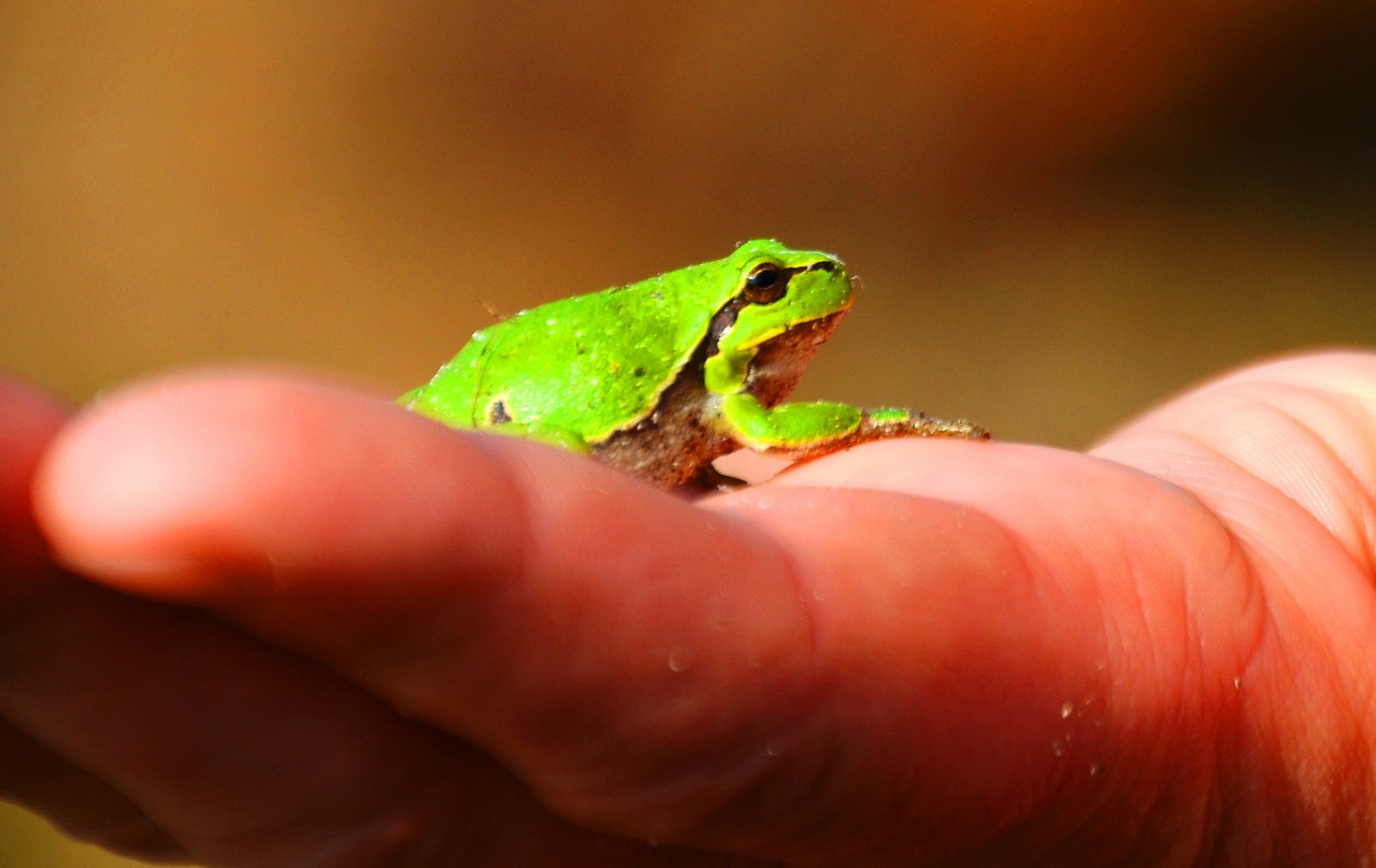 frog tree frog amphibians free photo