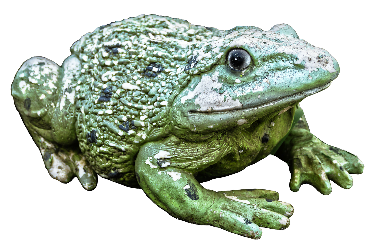 frog  green  figure free photo