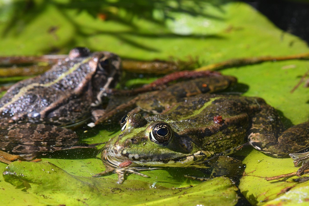 frog  amphibian  nature free photo