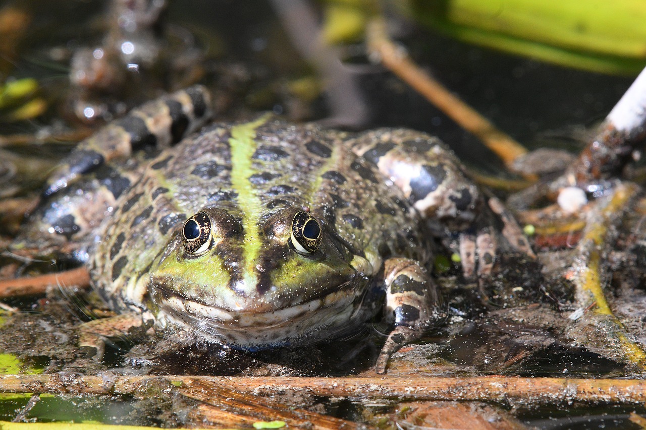 frog  amphibian  nature free photo