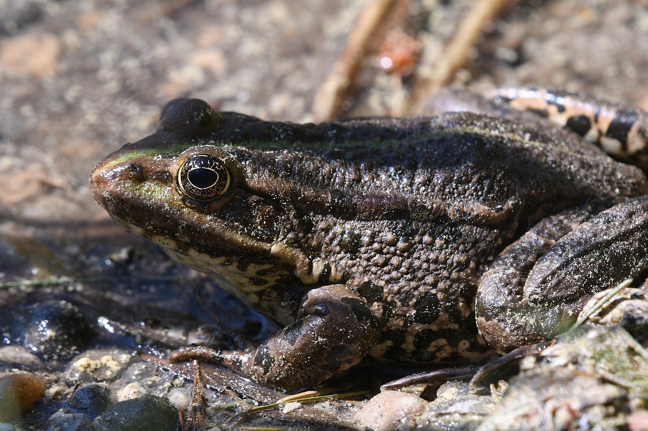 frog  amphibian  nature free photo