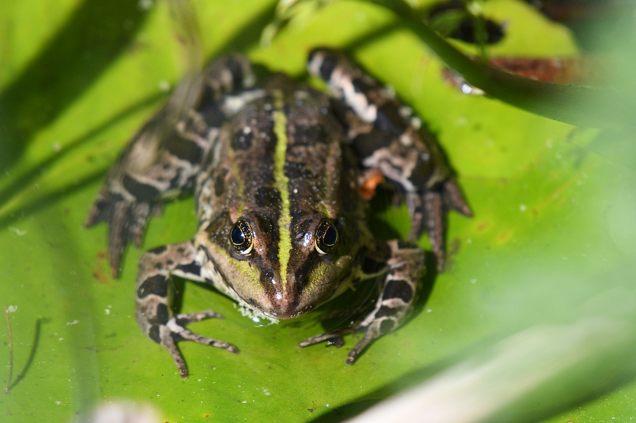 frog  amphibian  nature free photo