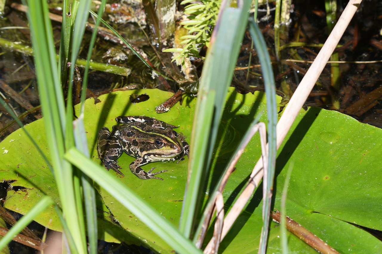 frog  amphibian  nature free photo