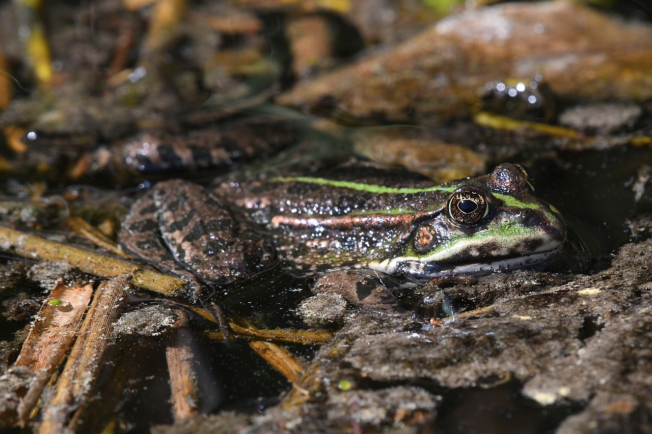 frog  amphibian  nature free photo