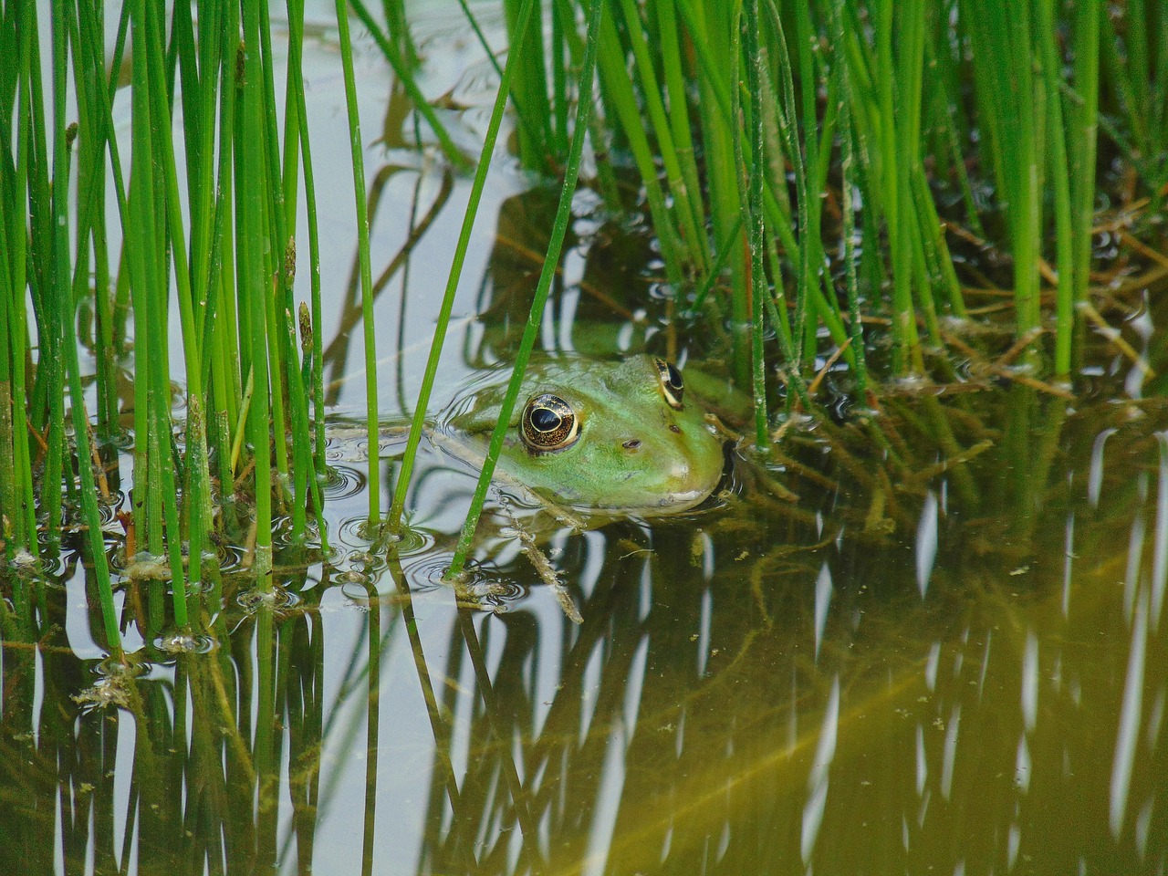 frog  amphibian  nature free photo