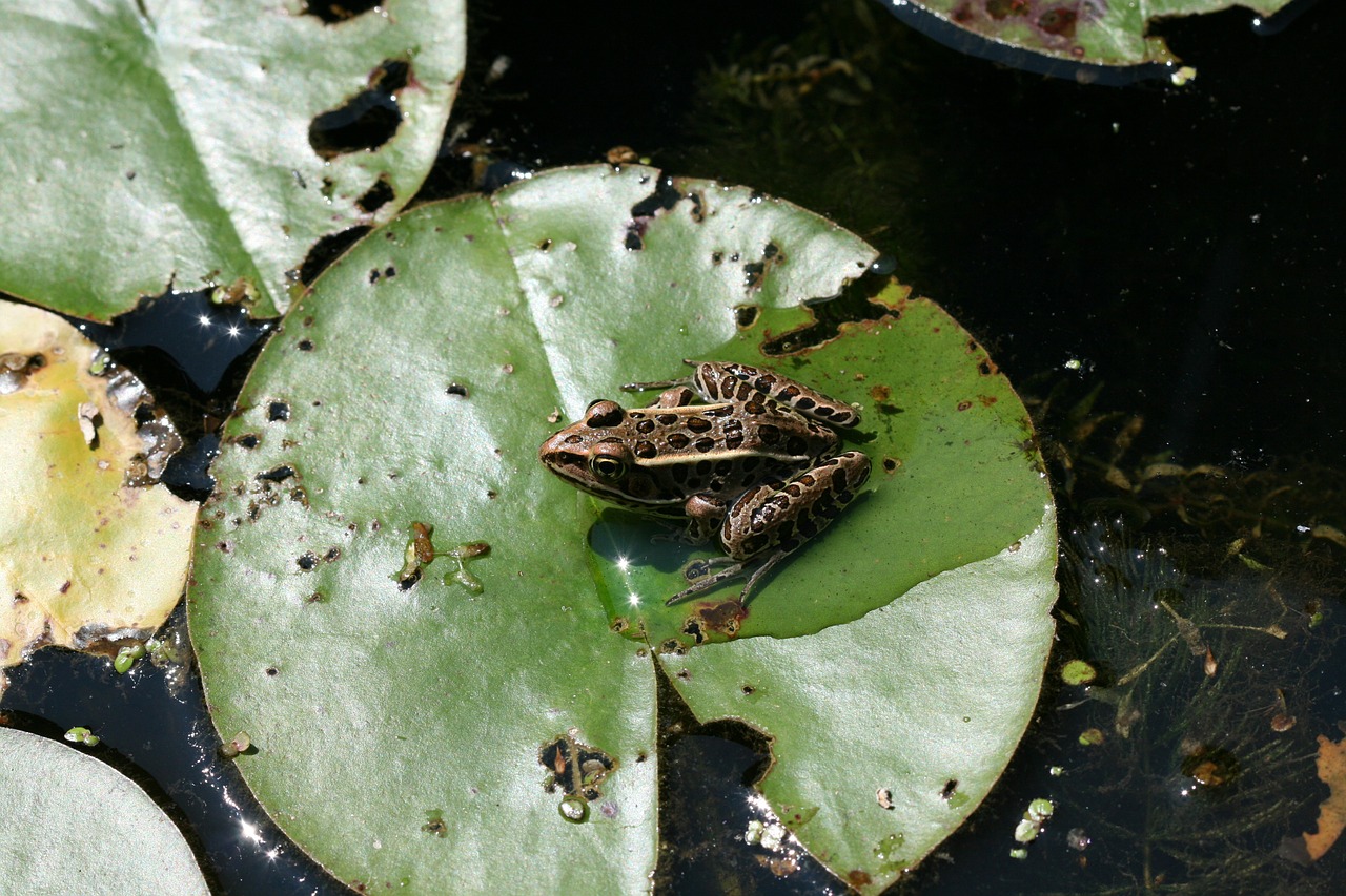 frog amphibian lily pad free photo