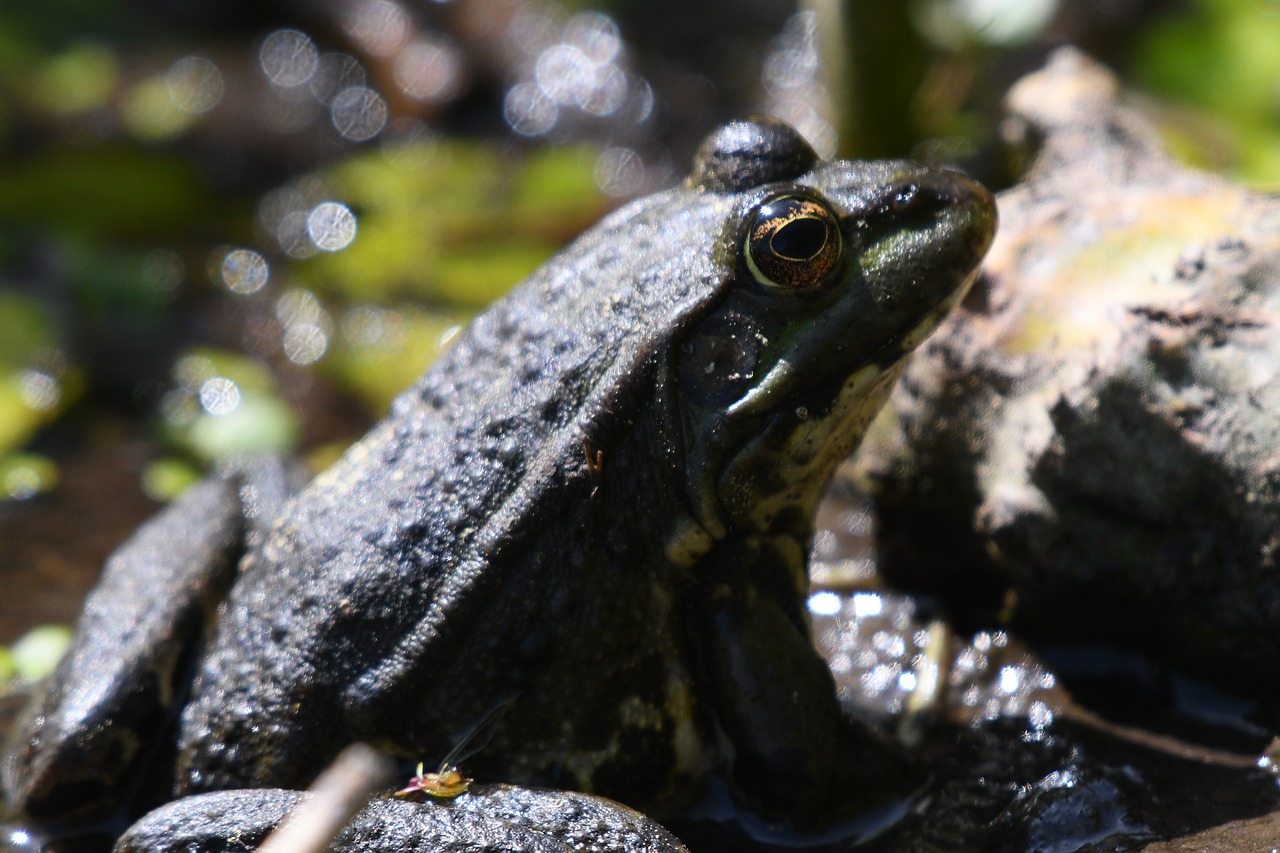 frog  water lily  nature free photo