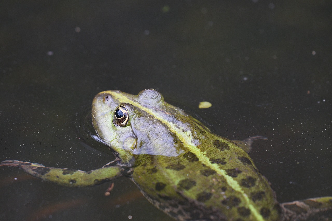 frog  swim  nature free photo