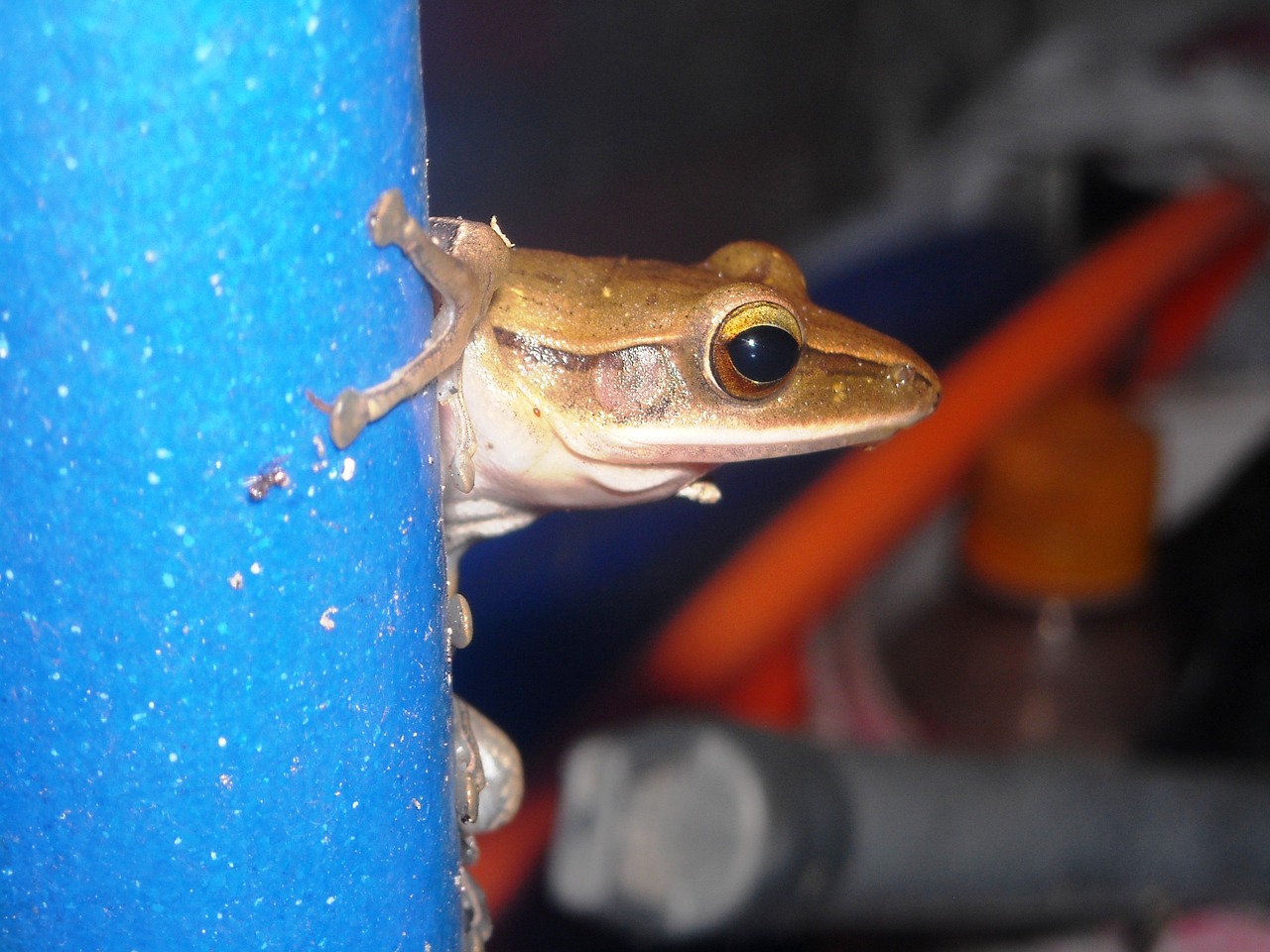 frog brown pipe free photo