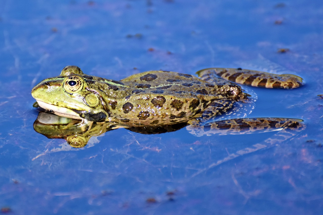 frog  toad  water creature free photo