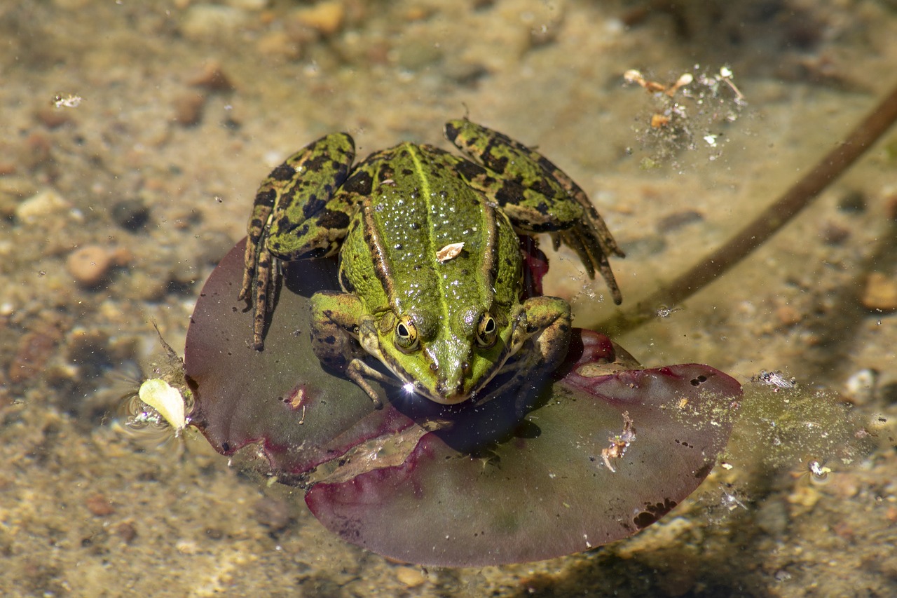 frog  common frog  rana temporaria free photo