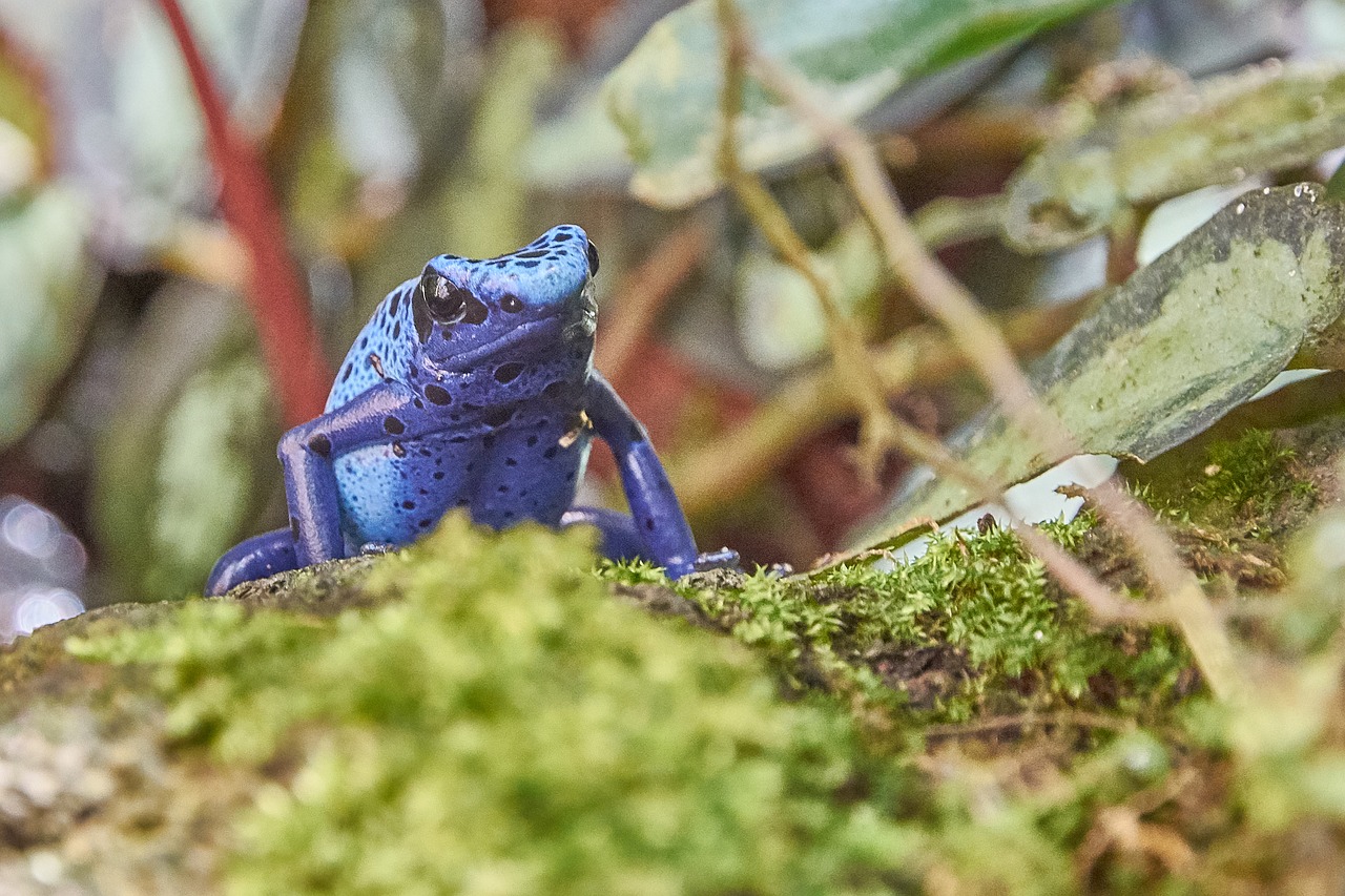 frog  blue  toxic free photo